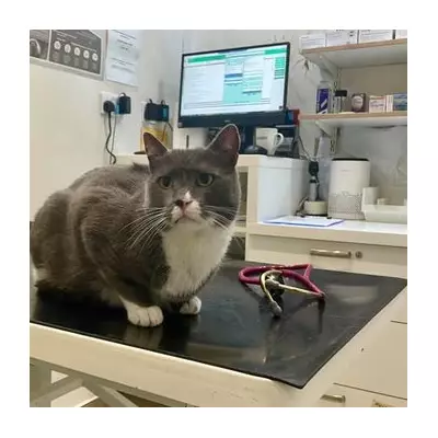 Labour's Bold Plan: New Rule for Every UK Town Could Transform Local Democracy