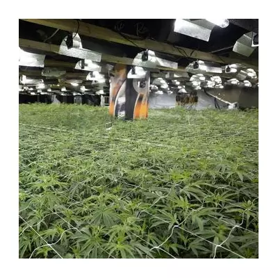 West Midlands Police Bust Multi-Million Pound Cannabis Empire in Sophisticated Raid