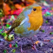 10-Minute Garden Task in November Keeps Robins Flocking