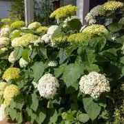 5 Essential Steps to Protect Your Hydrangeas from Winter Frost Damage