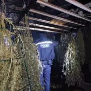 £50k Cannabis Farm Uncovered in Solihull Property Raid