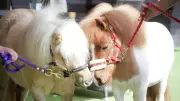 7 Therapy Ponies Transform Mental Health Care for Young People