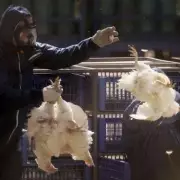 Bird Flu Outbreak in Worcestershire Sparks Major Poultry Cull