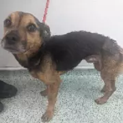 Birmingham Couple Banned from Pet Ownership After Starved Dog Found in Deplorable Conditions