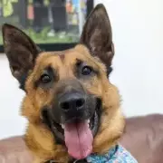 Birmingham Dog's Fourth Christmas Alone Sparks Festive Feast Appeal