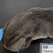 Birmingham man banned from keeping animals for 10 years over dog neglect