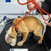 Birmingham Mum Jailed After Brutal Bulldog Attack Leaves Boy, 11, With Life-Changing Injuries