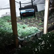 Birmingham's £9.5m Cannabis Farm: Inside the Central Supply Hub