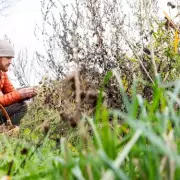 Bristol chef saves £200 monthly by foraging wild food in parks