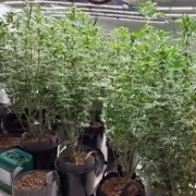 Cannabis Farm Uncovered in Redditch After 999 Burglary Call