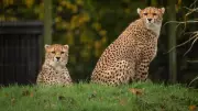 Chester Zoo Welcomes Rare Cheetah Cubs in Major Conservation Victory