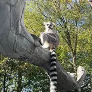 Dudley Zoo Slashes Family Ticket Prices by 47% for November