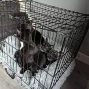 Five Cats Thrown From Van in Crewe in Shocking Act of Cruelty