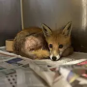 Fox Rescued After Being Trapped in Amazon Van Engine in Derby