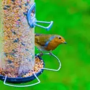 Keep Magpies Away with Old CDs: Expert's Simple Garden Trick