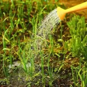 Keep Your Lawn Moss-Free This Winter With One Natural Item