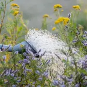 Labour urged to impose pay-per-litre charge for garden watering