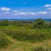 Lickey Hills Golf Club Attack: Dog Injured in Unprovoked Violence