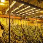 Major Oldbury Cannabis Farm Shut Down by Police, Two Arrested