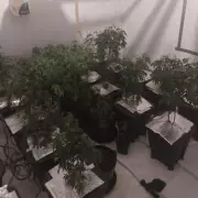 Man Arrested After £30k Cannabis Farm Raid in Wolverhampton