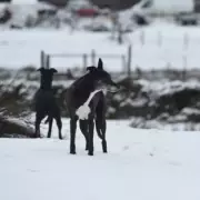 Met Office Urges UK Drivers to Carry 6 Essential Items for Snow