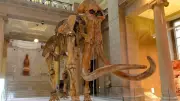 National Museum Cardiff's 3D Mammoth Named Tom Bones After Tom Jones