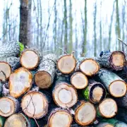National Timber Group Collapse: 550+ Jobs Lost as UK's Largest Timber Firm Enters Administration