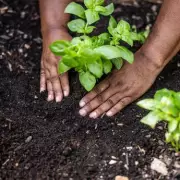 November Mulching: Protect Your Garden Soil from Freezing