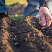 October's Perfect Planting: How One Simple Crop Can Transform Your Garden