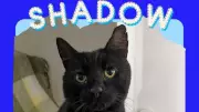 Over 30 Animals Rehomed in 'Adoptober', But Shadow the Cat Still Waits