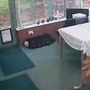 Paws for Laughs: Mischievous Midlands Mutt Steals Show During Live BBC Broadcast