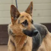 Police hunt dog owner who fled after Alsatian attack in Telford