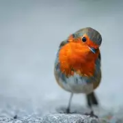 Robin Rescue Alert: Birmingham Urged to Return Stolen Garden Statues to Heartbroken Family