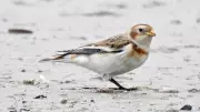 Snow Buntings Return to Sefton Coast: Winter Visitors Arrive