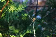 Spiders in Your Christmas Tree? Expert's 2025 Prevention Guide
