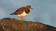 Turnstone Spotting: A Coastal Wildlife Adventure in Devon & Cornwall