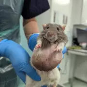 Two Pet Rats Dumped in Birmingham Park as Abandonments Soar