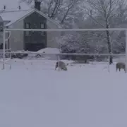 UK Braces for 66-Hour Snow Blast: Arctic Freeze Set to Blanket Britain