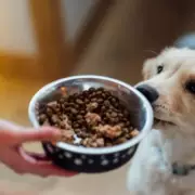 UK Dog Owners Alert: Kennel Cough Virus Spreading This Winter