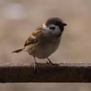 UK Gardeners: Do These 'Two Things Daily' to Help Robins This Winter