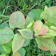 UK gardeners warned to spot 'sneaky' Japanese knotweed before winter