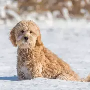 UK Snow Alert: Nine Areas of England Face -2C Freeze Next Week