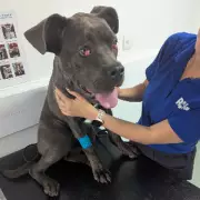 Walsall Thug Banned From Keeping Animals After Brutal Attack on Defenceless Puppy