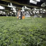 West Midlands Police Bust Multi-Million Pound Cannabis Empire in Sophisticated Raid