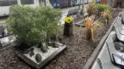 Wigan Wallgate Blooms: Northern's Green-Fingered Volunteers Transform Station