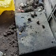 Wolverhampton breeder banned after five dead dogs found in squalor