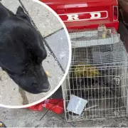 Wolverhampton breeder's horror home: Five dogs dead, four rescued as skeletons