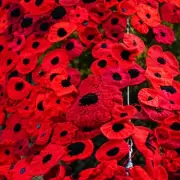 Workplace Poppy Row: Woman Faces Disciplinary Action for Not Wearing Remembrance Symbol