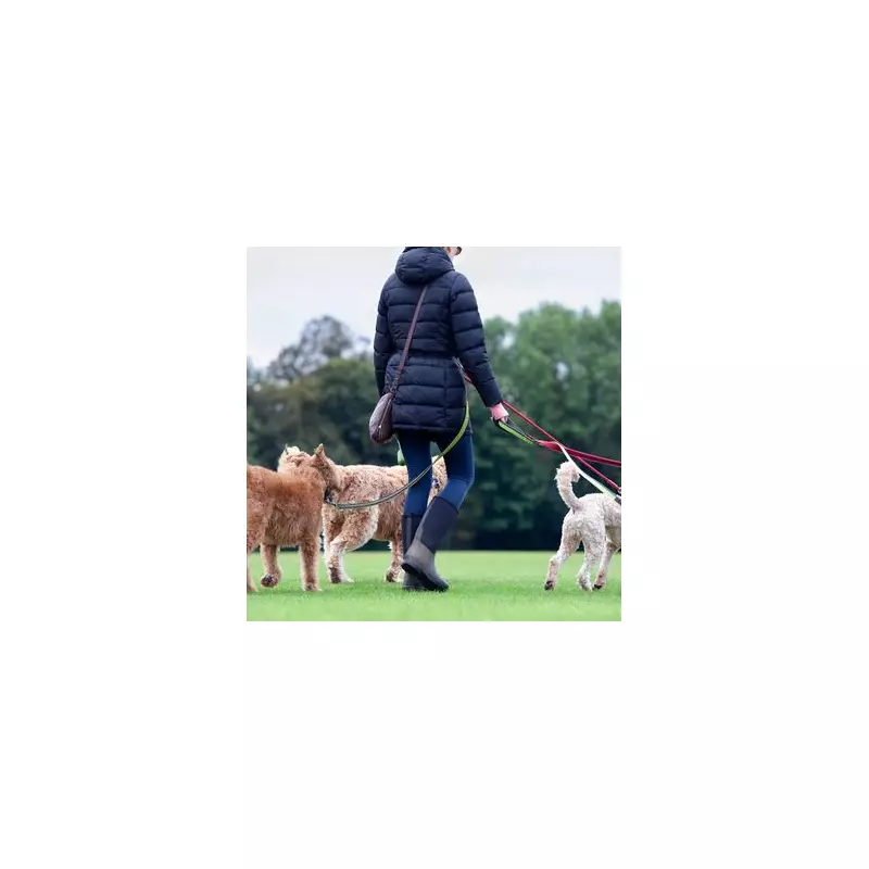 12 Best Dog Walks in Birmingham: Top Spots for Your Pooch