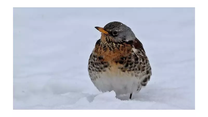 12 Days Wild: A Festive Nature Challenge to Boost Your Winter Spirits